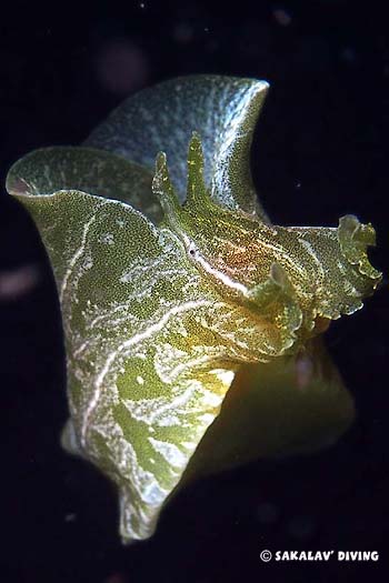 siphonota geographica en plongée de nuit à Nosy Be